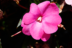SunPatiens Compact Hot Pink New Guinea Impatiens (Impatiens 'SAKIMP061') at Mainescape Nursery