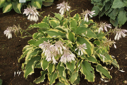 Shadowland Voices In The Wind Hosta (Hosta 'Voices In The Wind') at Mainescape Nursery