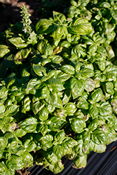 Genovese Basil (Ocimum basilicum 'Genovese') at Mainescape Nursery