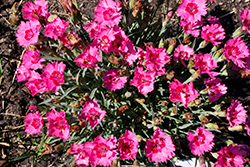 Paint The Town Fancy Pinks (Dianthus 'Paint The Town Fancy') at Mainescape Nursery