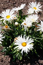 Amazing Daisies Spun Silk Shasta Daisy (Leucanthemum x superbum 'Spun Silk') at Mainescape Nursery