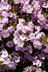 Opening Act Blush Phlox (Phlox 'Opening Act Blush') at Mainescape Nursery