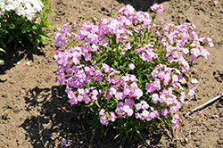 Baby Doll Pink Garden Phlox (Phlox paniculata 'Baby Doll Pink') at Mainescape Nursery