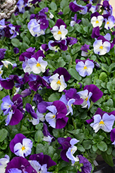 Cool Wave Violet Wing Pansy (Viola x wittrockiana 'PAS835631') at Mainescape Nursery