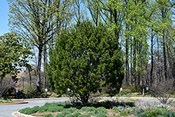 Lacebark Pine (Pinus bungeana) at Mainescape Nursery