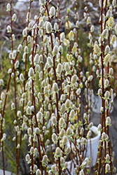 Pussy Willow (Salix discolor) at Mainescape Nursery