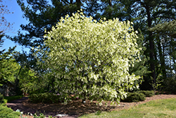 White Fringetree (Chionanthus virginicus) at Mainescape Nursery