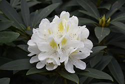 Chionoides Rhododendron (Rhododendron catawbiense 'Chionoides') at Mainescape Nursery