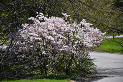 Royal Azalea (Rhododendron schlippenbachii) at Mainescape Nursery