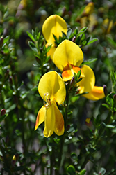 Madame Butterfly Scotch Broom (Cytisus scoparius 'Madame Butterfly') at Mainescape Nursery
