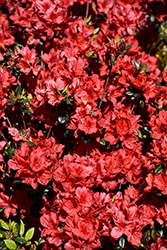 Stewartstonian Azalea (Rhododendron 'Stewartstonian') at Mainescape Nursery