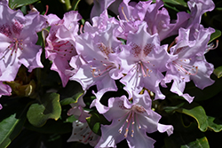 Pohjola's Daughter Rhododendron (Rhododendron 'Pohjola's Daughter') at Mainescape Nursery