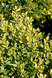 Tide Hill Boxwood (Buxus microphylla 'Tide Hill') at Mainescape Nursery