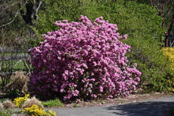 P.J.M. Elite Rhododendron (Rhododendron 'P.J.M. Elite') at Mainescape Nursery