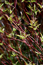 Bailey's Red Twig Dogwood (Cornus sericea 'Baileyi') at Mainescape Nursery