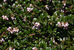 Bearberry (Arctostaphylos uva-ursi) at Mainescape Nursery