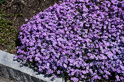 Purple Beauty Moss Phlox (Phlox subulata 'Purple Beauty') at Mainescape Nursery