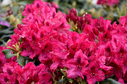 Nova Zembla Rhododendron (Rhododendron 'Nova Zembla') at Mainescape Nursery