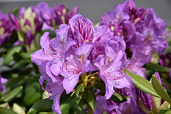 Boursault Rhododendron (Rhododendron catawbiense 'Boursault') at Mainescape Nursery