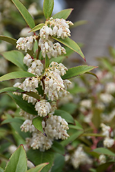 Coast Fetterbush (Leucothoe axillaris) at Mainescape Nursery