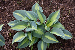 Touch Of Class Hosta (Hosta 'Touch Of Class') at Mainescape Nursery