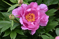First Arrival Peony (Paeonia 'First Arrival') at Mainescape Nursery