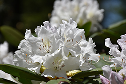 Boule de Neige Rhododendron (Rhododendron 'Boule de Neige') at Mainescape Nursery