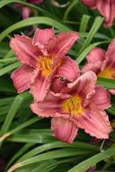 Happy Ever Appster Rosy Returns Daylily (Hemerocallis 'Rosy Returns') at Mainescape Nursery