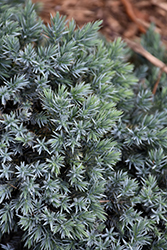 Blue Star Juniper (Juniperus squamata 'Blue Star') at Mainescape Nursery