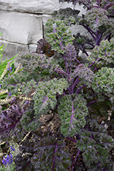 Redbor Kale (Brassica oleracea var. acephala 'Redbor') at Mainescape Nursery