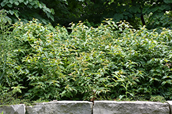 Bush Honeysuckle (Diervilla lonicera) at Mainescape Nursery
