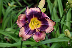 Rock Solid Daylily (Hemerocallis 'Rock Solid') at Mainescape Nursery