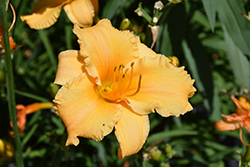 Happy Ever Appster Apricot Sparkles Daylily (Hemerocallis 'Apricot Sparkles') at Mainescape Nursery