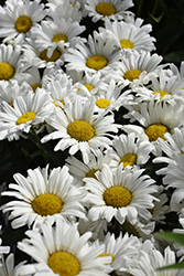 Daisy May Shasta Daisy (Leucanthemum x superbum 'Daisy Duke') at Mainescape Nursery