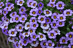 Superbells Evening Star Calibrachoa (Calibrachoa 'BBCAL87705') at Mainescape Nursery