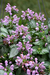 Pink Chablis Spotted Dead Nettle (Lamium maculatum 'Checkin') at Mainescape Nursery