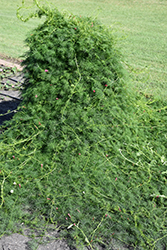 Cypress Vine (Ipomoea quamoclit) at Mainescape Nursery