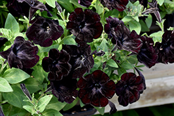 Black Velvet Petunia (Petunia 'Black Velvet') at Mainescape Nursery