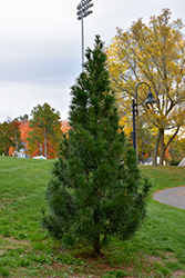 Wintergreen Umbrella Pine (Sciadopitys verticillata 'Wintergreen') at Mainescape Nursery