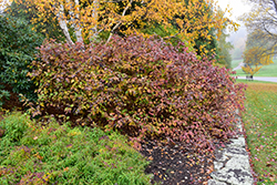Bailey Red-Twig Dogwood (Cornus baileyi) at Mainescape Nursery