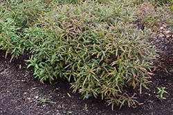 Sweetfern (Comptonia peregrina) at Mainescape Nursery