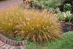 Hameln Dwarf Fountain Grass (Pennisetum alopecuroides 'Hameln') at Mainescape Nursery