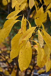 Spicebush (Lindera benzoin) at Mainescape Nursery