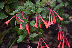 Gartenmeister Fuchsia (Fuchsia 'Gartenmeister Bonstedt') at Mainescape Nursery