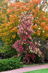 Sourwood (Oxydendrum arboreum) at Mainescape Nursery