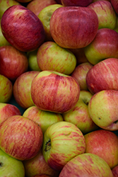 Cortland Apple (Malus 'Cortland') at Mainescape Nursery