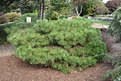 Soft Touch White Pine (Pinus strobus 'Soft Touch') at Mainescape Nursery