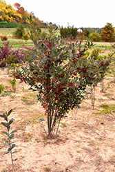 Brilliantissima Red Chokeberry (Aronia arbutifolia 'Brilliantissima') at Mainescape Nursery