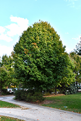 Legacy Sugar Maple (Acer saccharum 'Legacy') at Mainescape Nursery