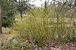 Yellow Twig Dogwood (Cornus sericea 'Flaviramea') at Mainescape Nursery